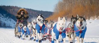 Chiens de traineau - Activité