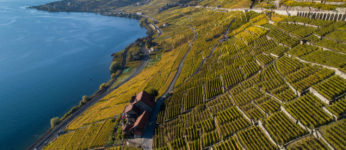 Lavaux